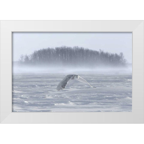 Canada, Ontario, Barrie Snowy owl in flight White Modern Wood Framed Art Print by Zuckerman, Jim