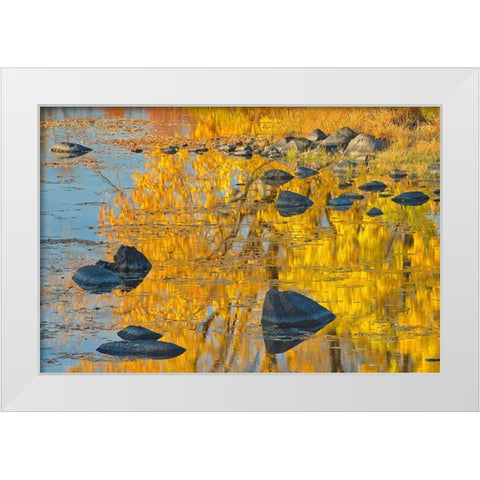 Canada-Ontario-Whitefish Autumn colors reflect in Vermilion River White Modern Wood Framed Art Print by Jaynes Gallery