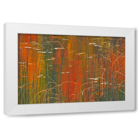 Canada-Ontario Reeds on Bunny Lake White Modern Wood Framed Art Print by Jaynes Gallery
