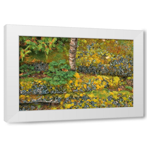Canada-Ontario-Bruce Peninsula National Park Birch tree and moss on limestone rock White Modern Wood Framed Art Print by Jaynes Gallery