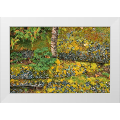 Canada-Ontario-Bruce Peninsula National Park Birch tree and moss on limestone rock White Modern Wood Framed Art Print by Jaynes Gallery
