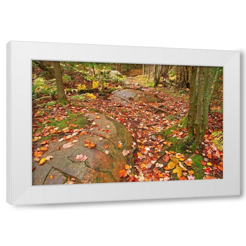 Canada-Ontario-Killarney Provincial Park-Granite Ridge Trail Park White Modern Wood Framed Art Print by Jaynes Gallery