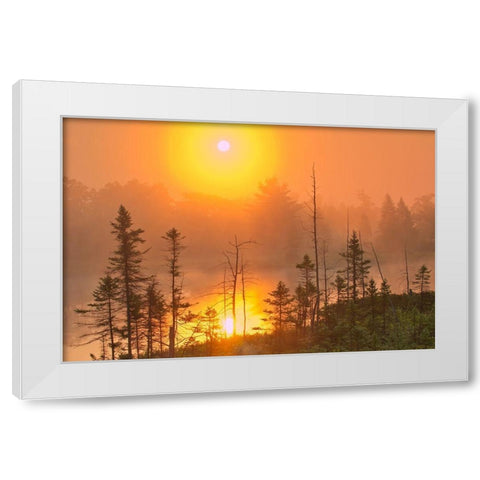Canada-Ontario-Torrance Barrens Dark-Sky Preserve Foggy sunrise on forest White Modern Wood Framed Art Print by Jaynes Gallery