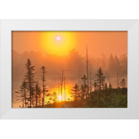 Canada-Ontario-Torrance Barrens Dark-Sky Preserve Foggy sunrise on forest White Modern Wood Framed Art Print by Jaynes Gallery