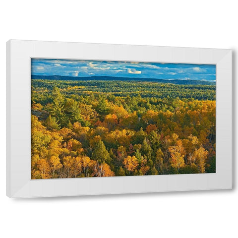 Canada-Ontario-Neebing County Forest in autumn White Modern Wood Framed Art Print by Jaynes Gallery