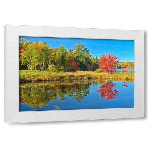 Canada-Ontario-Worthington Red maple tree reflected in St Poithier Lake White Modern Wood Framed Art Print by Jaynes Gallery