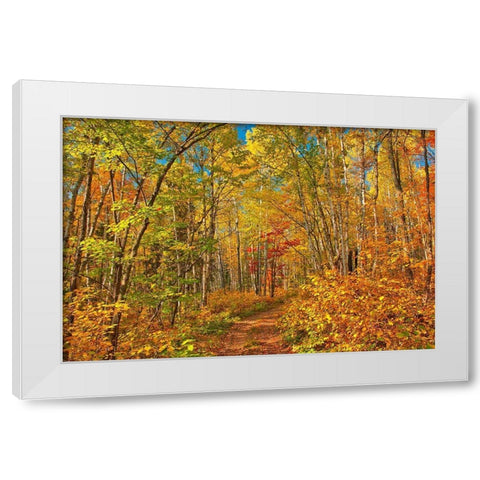 Canada-Ontario-Aubrey Falls Provincial Park-Forest trail in autumn White Modern Wood Framed Art Print by Jaynes Gallery