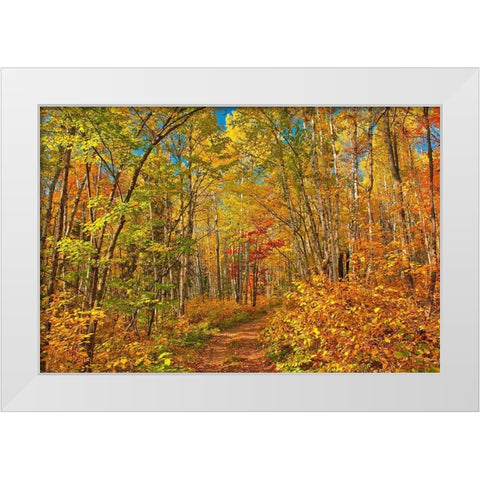 Canada-Ontario-Aubrey Falls Provincial Park-Forest trail in autumn White Modern Wood Framed Art Print by Jaynes Gallery