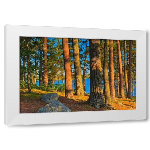 Canada-Ontario Mature white pines and red pines at sunset White Modern Wood Framed Art Print by Jaynes Gallery