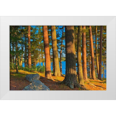 Canada-Ontario Mature white pines and red pines at sunset White Modern Wood Framed Art Print by Jaynes Gallery