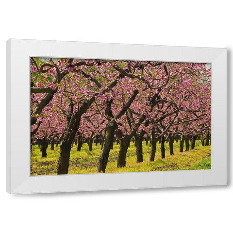 Canada-Ontario-Grimsby Peach orchard blooming in spring White Modern Wood Framed Art Print by Jaynes Gallery