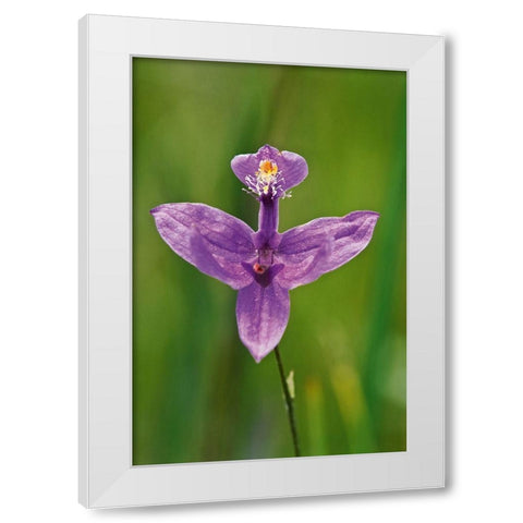 Canada-Ontario-Bruce Peninsula National Park Grass pink orchid close-up White Modern Wood Framed Art Print by Jaynes Gallery