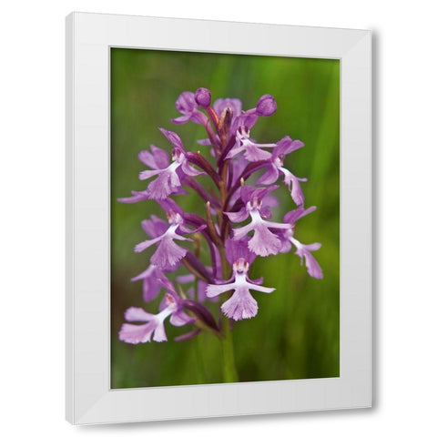 Canada-Ontario-Bruce Peninsula National Park Small purple fringed orchids close-up White Modern Wood Framed Art Print by Jaynes Gallery