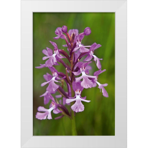 Canada-Ontario-Bruce Peninsula National Park Small purple fringed orchids close-up White Modern Wood Framed Art Print by Jaynes Gallery