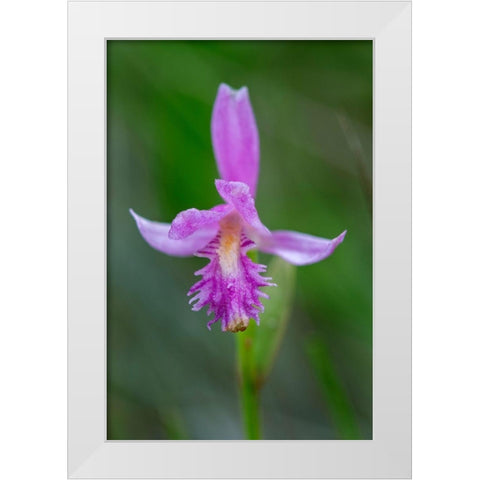 Canada-Ontario-Bruce Peninsula National Park Dragons mouth orchid close-up White Modern Wood Framed Art Print by Jaynes Gallery