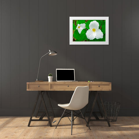 Canada-Ontario-Horseshoe Lake Large-flowered trillium White Modern Wood Framed Art Print by Jaynes Gallery