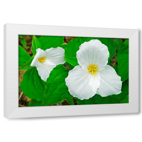 Canada-Ontario-Horseshoe Lake Large-flowered trillium White Modern Wood Framed Art Print by Jaynes Gallery