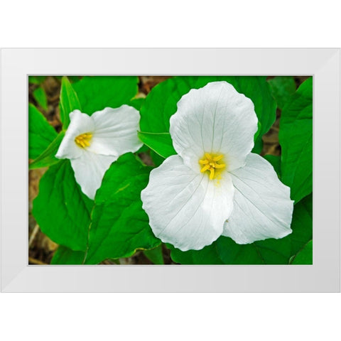 Canada-Ontario-Horseshoe Lake Large-flowered trillium White Modern Wood Framed Art Print by Jaynes Gallery