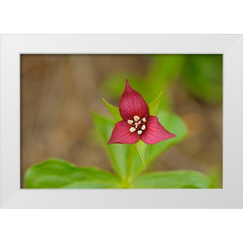 Canada-Ontario-Algonquin Provincial Park Red trillium flower close-up White Modern Wood Framed Art Print by Jaynes Gallery