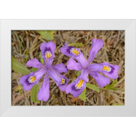 Canada-Ontario-Tobermory Dwarf lake iris flower close-up White Modern Wood Framed Art Print by Jaynes Gallery