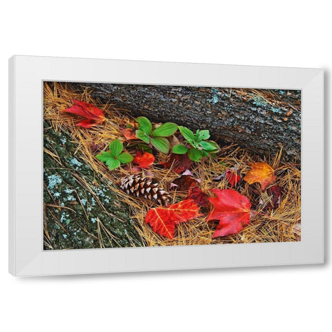 Canada-Ontario-Tyson Lake Vegetation and log on forest floor White Modern Wood Framed Art Print by Jaynes Gallery