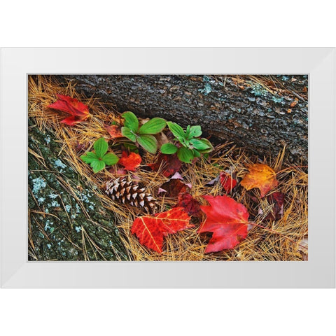 Canada-Ontario-Tyson Lake Vegetation and log on forest floor White Modern Wood Framed Art Print by Jaynes Gallery