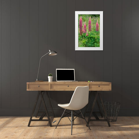 Canada-Ontario-Killarney District Lupines blossoms close-up White Modern Wood Framed Art Print by Jaynes Gallery