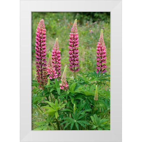 Canada-Ontario-Killarney District Lupines blossoms close-up White Modern Wood Framed Art Print by Jaynes Gallery