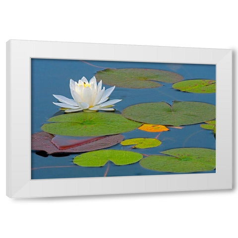 Canada-Ontario-Killarney Provincial Park American white water lily flower and pads White Modern Wood Framed Art Print by Jaynes Gallery
