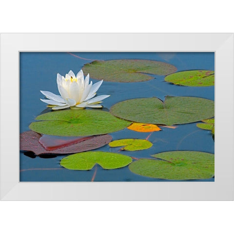 Canada-Ontario-Killarney Provincial Park American white water lily flower and pads White Modern Wood Framed Art Print by Jaynes Gallery