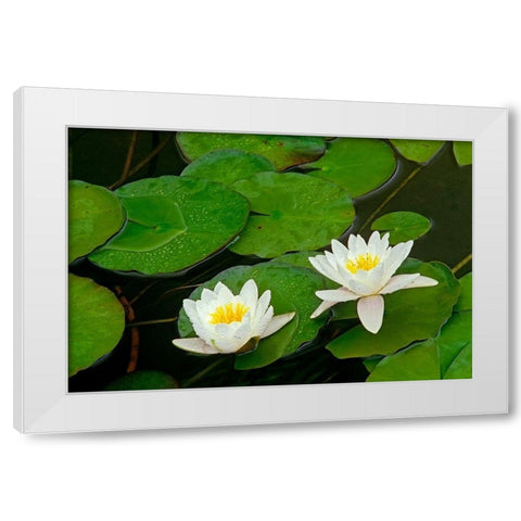 Canada-Ontario-Whitefish American white water lily flower and pads White Modern Wood Framed Art Print by Jaynes Gallery