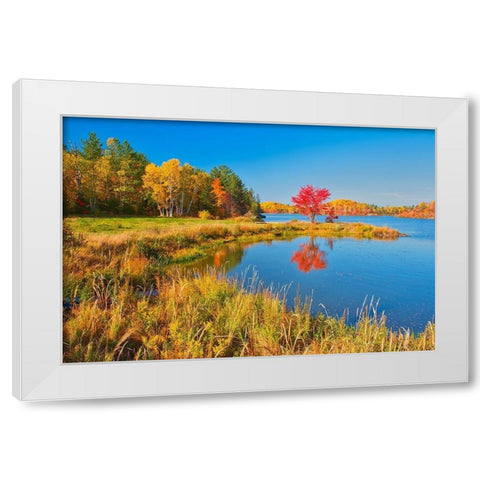 Canada-Ontario-Worthington Red maple tree reflects in St Poithier Lake White Modern Wood Framed Art Print by Jaynes Gallery