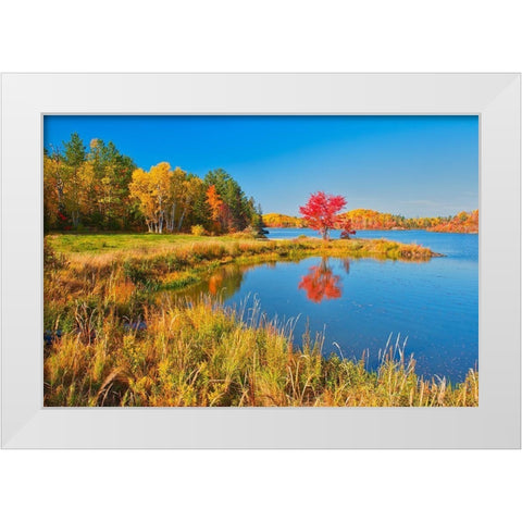 Canada-Ontario-Worthington Red maple tree reflects in St Poithier Lake White Modern Wood Framed Art Print by Jaynes Gallery