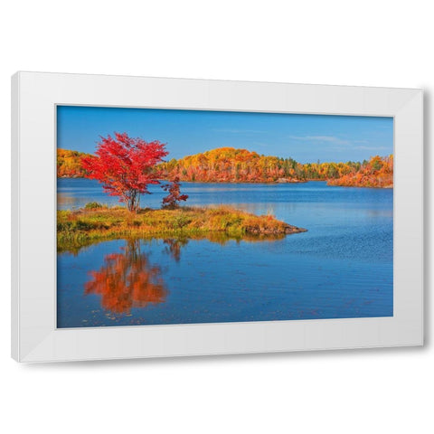 Canada-Ontario-Worthington Red maple tree reflects in St Poithier Lake White Modern Wood Framed Art Print by Jaynes Gallery