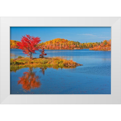 Canada-Ontario-Worthington Red maple tree reflects in St Poithier Lake White Modern Wood Framed Art Print by Jaynes Gallery