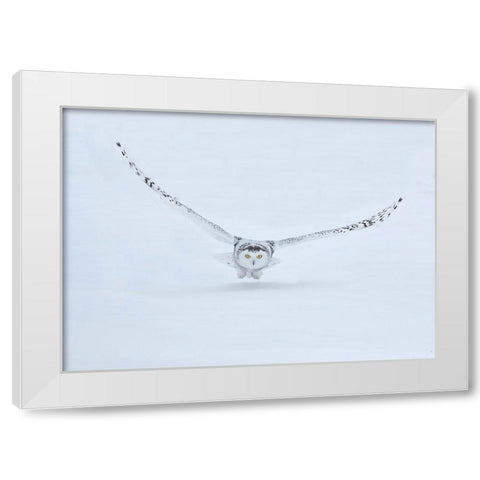 Canada- Ontario- Barrie. Female snowy owl in flight over snow. White Modern Wood Framed Art Print by Jaynes Gallery