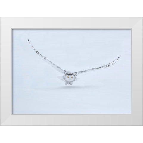 Canada- Ontario- Barrie. Female snowy owl in flight over snow. White Modern Wood Framed Art Print by Jaynes Gallery