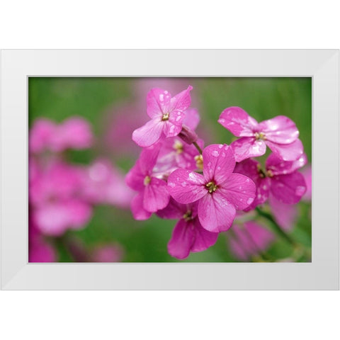 Canada-Prince Edward Island Phlox flowers in rain White Modern Wood Framed Art Print by Jaynes Gallery