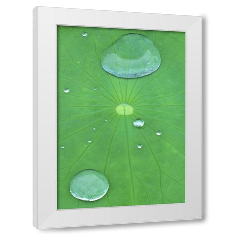 Canada, Quebec, Montreal Water on lotus leaf White Modern Wood Framed Art Print by Delisle, Gilles