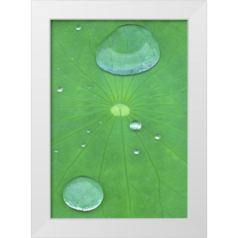 Canada, Quebec, Montreal Water on lotus leaf White Modern Wood Framed Art Print by Delisle, Gilles