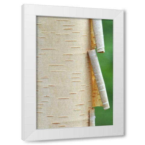 Canada, Quebec Peeling bark on paper birch tree White Modern Wood Framed Art Print by Delisle, Gilles