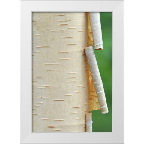 Canada, Quebec Peeling bark on paper birch tree White Modern Wood Framed Art Print by Delisle, Gilles