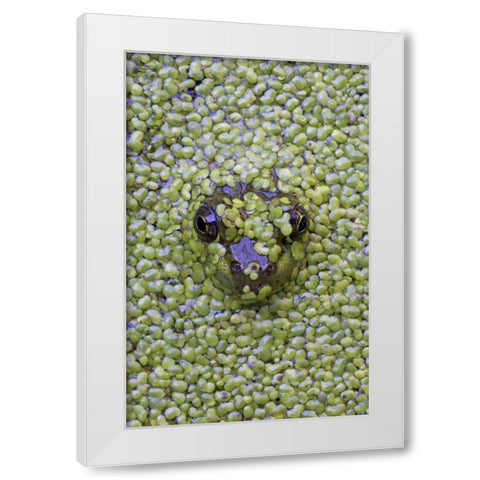 Canada, Quebec Green frog in duckweed water White Modern Wood Framed Art Print by Delisle, Gilles