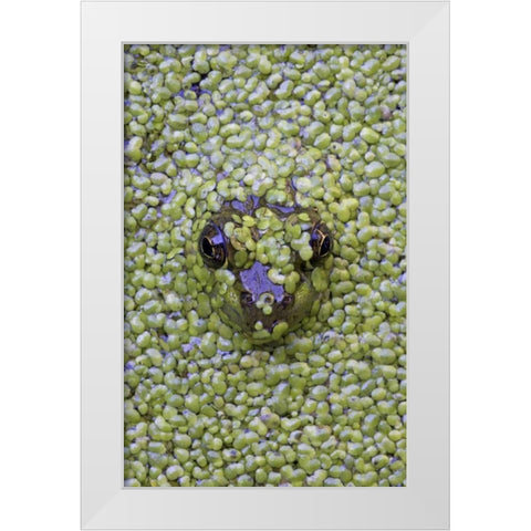 Canada, Quebec Green frog in duckweed water White Modern Wood Framed Art Print by Delisle, Gilles