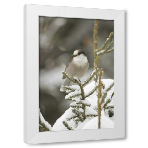 Canada, Quebec Gray jay perched on snowy pine White Modern Wood Framed Art Print by Delisle, Gilles