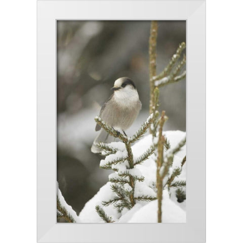 Canada, Quebec Gray jay perched on snowy pine White Modern Wood Framed Art Print by Delisle, Gilles