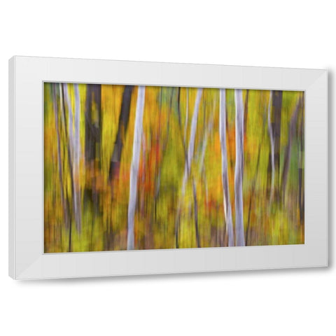 Canada, Quebec Blur of autumn in hardwood forest White Modern Wood Framed Art Print by Delisle, Gilles