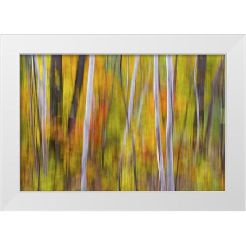 Canada, Quebec Blur of autumn in hardwood forest White Modern Wood Framed Art Print by Delisle, Gilles