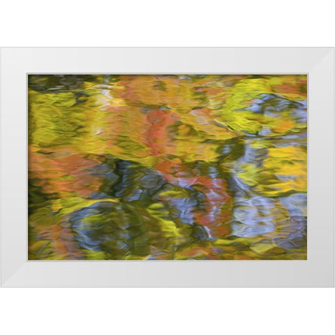 Quebec, Canada Autumn reflects on water patterns White Modern Wood Framed Art Print by Delisle, Gilles