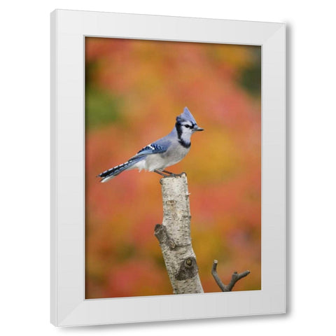 Canada, Quebec Blue jay perched on stump White Modern Wood Framed Art Print by Delisle, Gilles